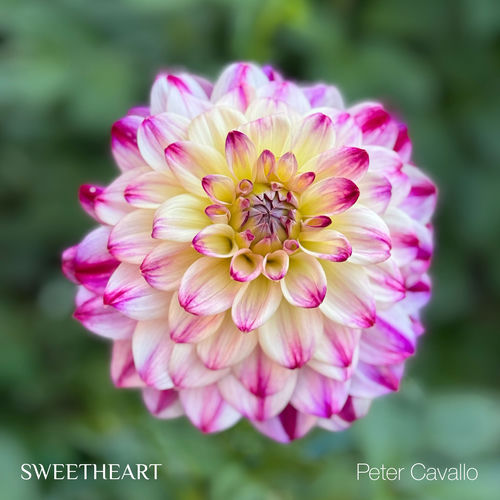Sweetheart