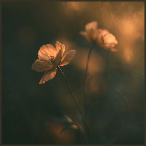 Time will heal you (Felt Piano)