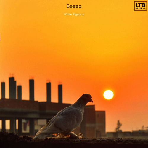 White Pigeons