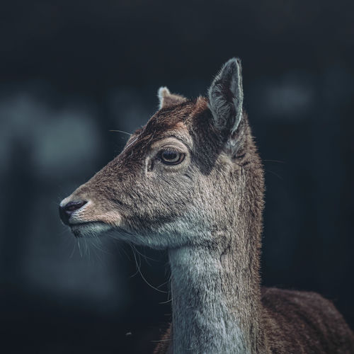 The Deer's Waltz