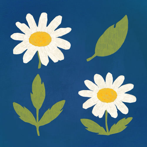 chamomile waltz